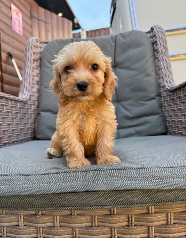Adorable F1 Cockapoo Puppy 9 weeks old who’s Looking for a Loving Home 🐾❤️