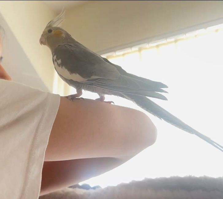 Cockatiel 1 left