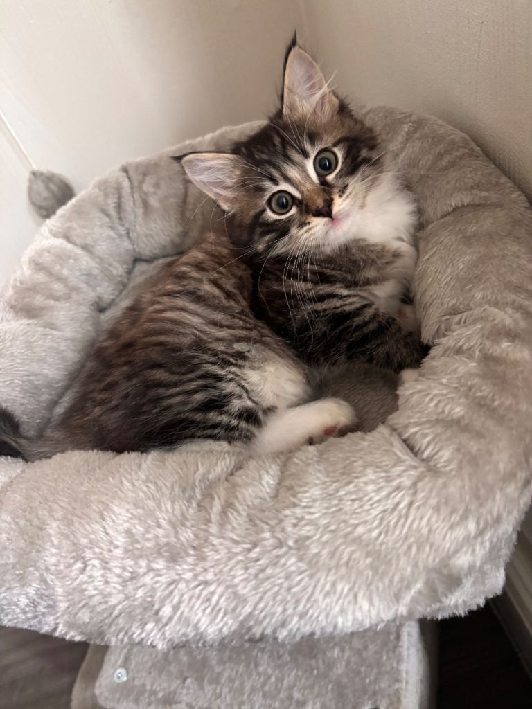 A lovely Male Kitten who is looking for a new home