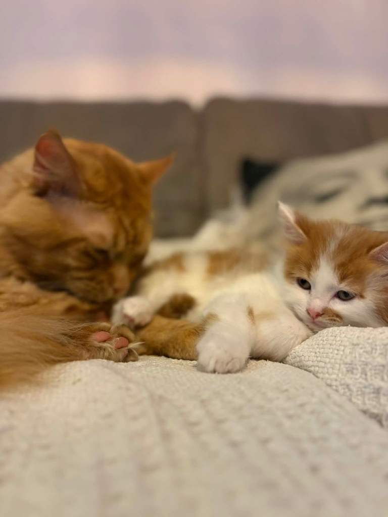 Maine Coon X Domestic Short kittens for sale 🐾