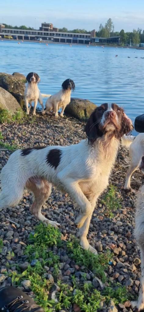 Trained Up Springer Spaniel Boy Pups