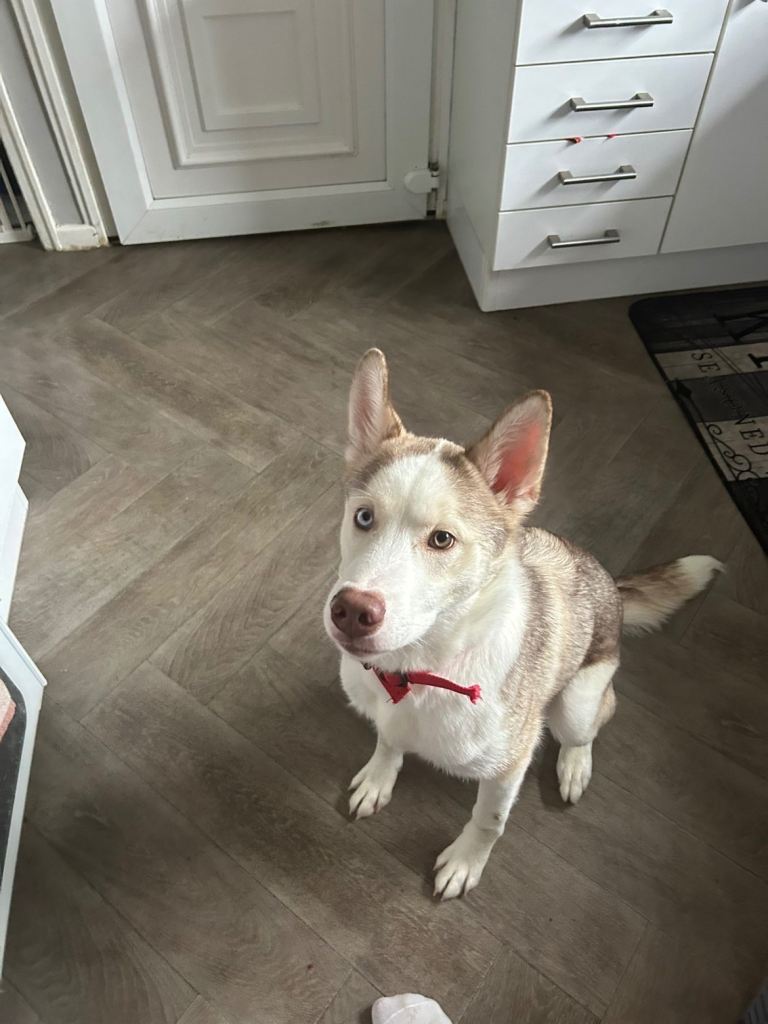 6 month old Husky pup