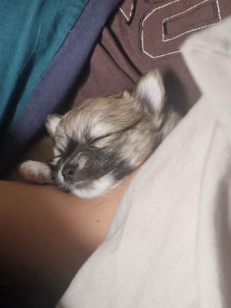 Female chihuahua puppy