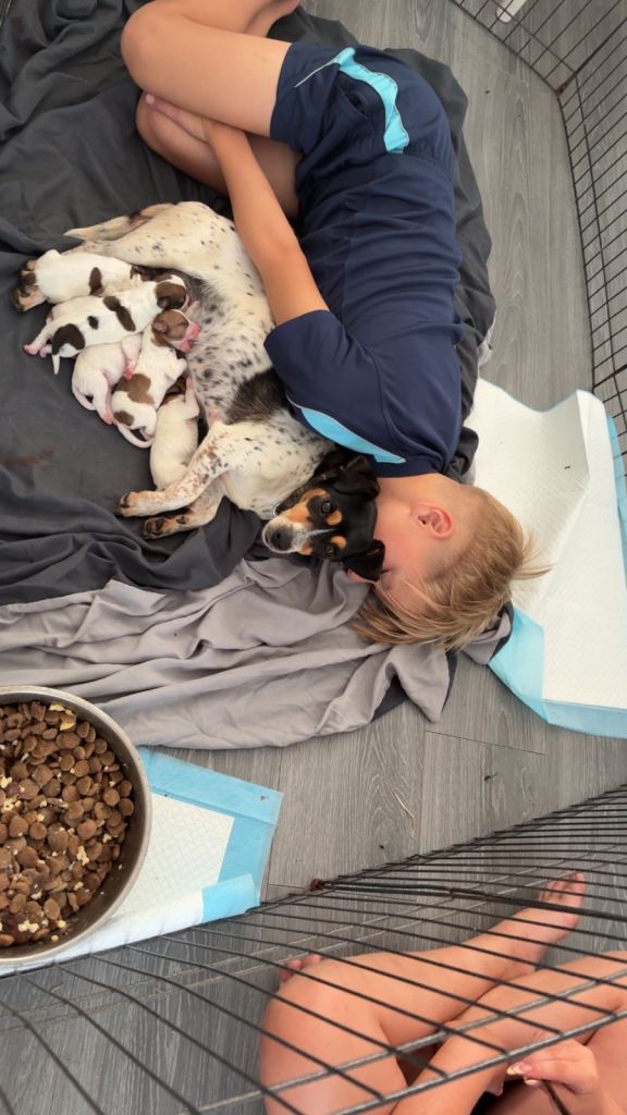 Stunning litter of jack russell 
