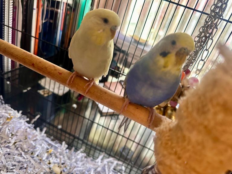 Bonded pair of budgies 6 months old with cage £100