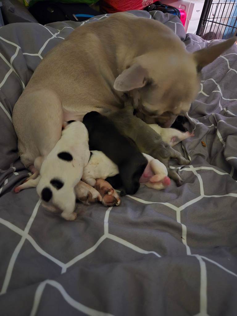 French bulldog pups for sale 