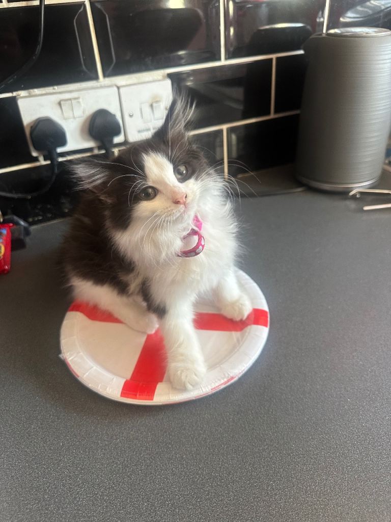 Kitten 