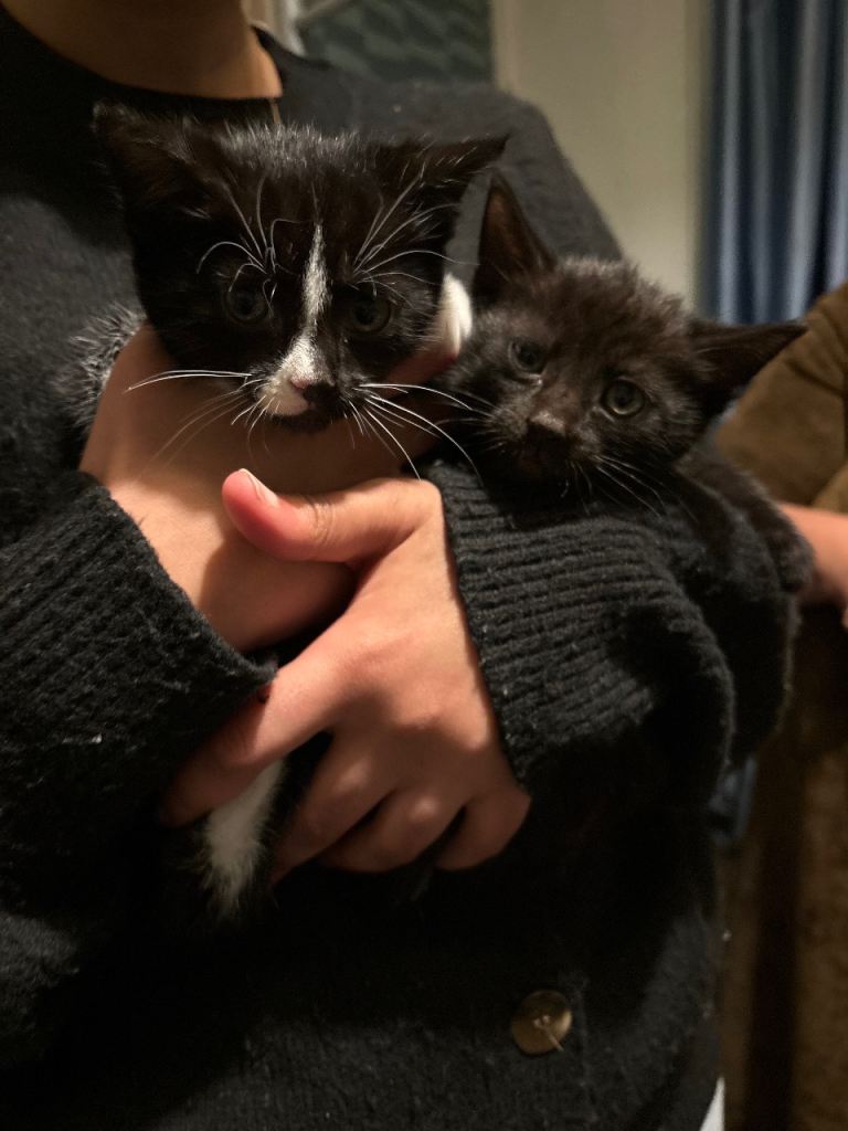 Adorable kittens for sale 