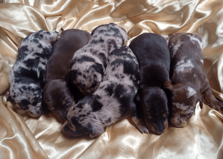 *31st March* DACHSHUND PUPPIES