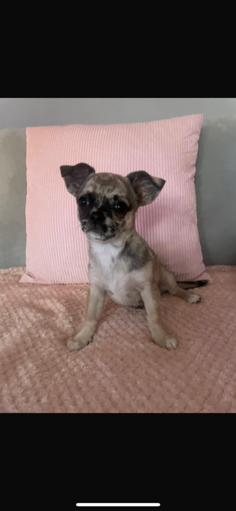 Rare Lilac Merle Chihuahua 