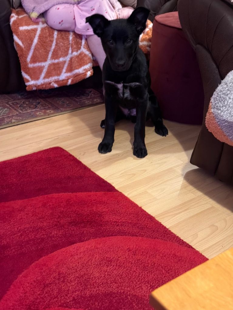 Border collie cross with kelpi