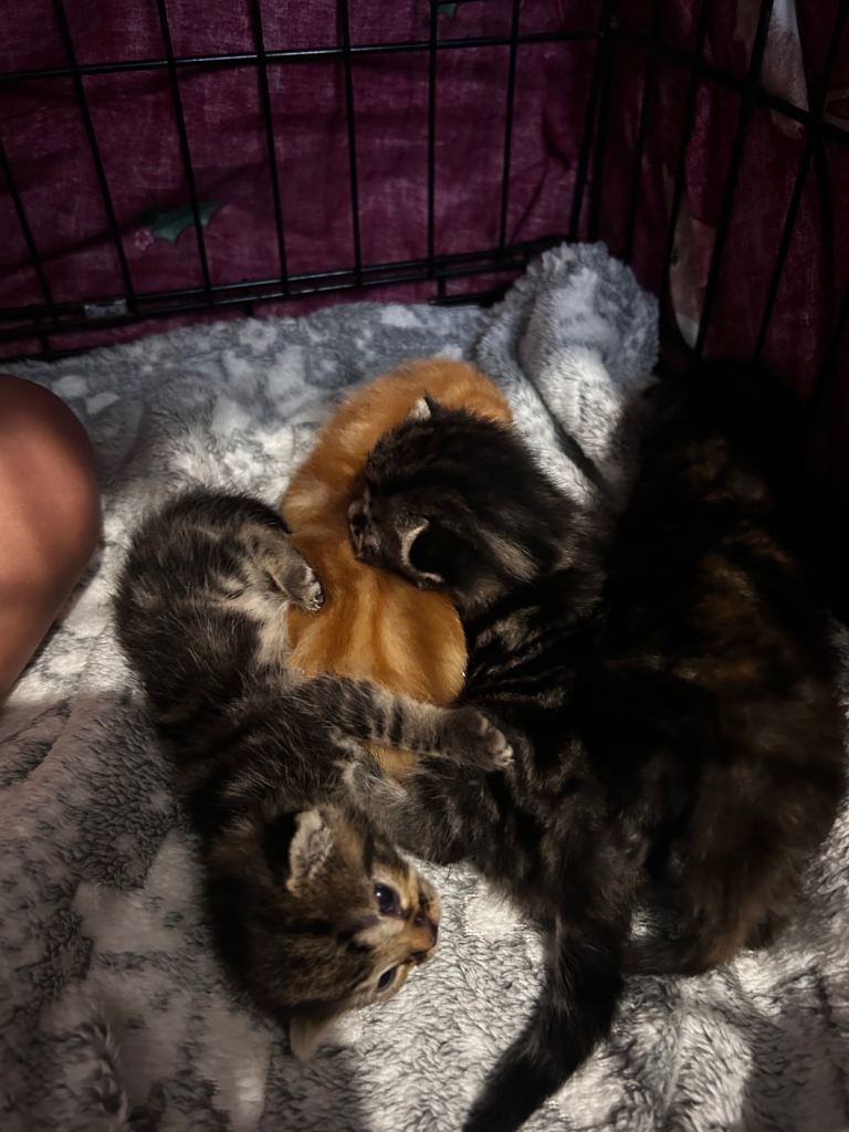 Kittens 