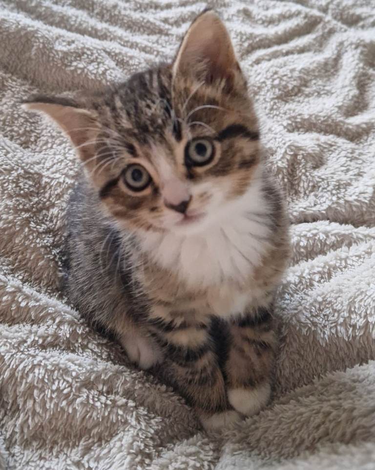 8 week old kittens - Ready now