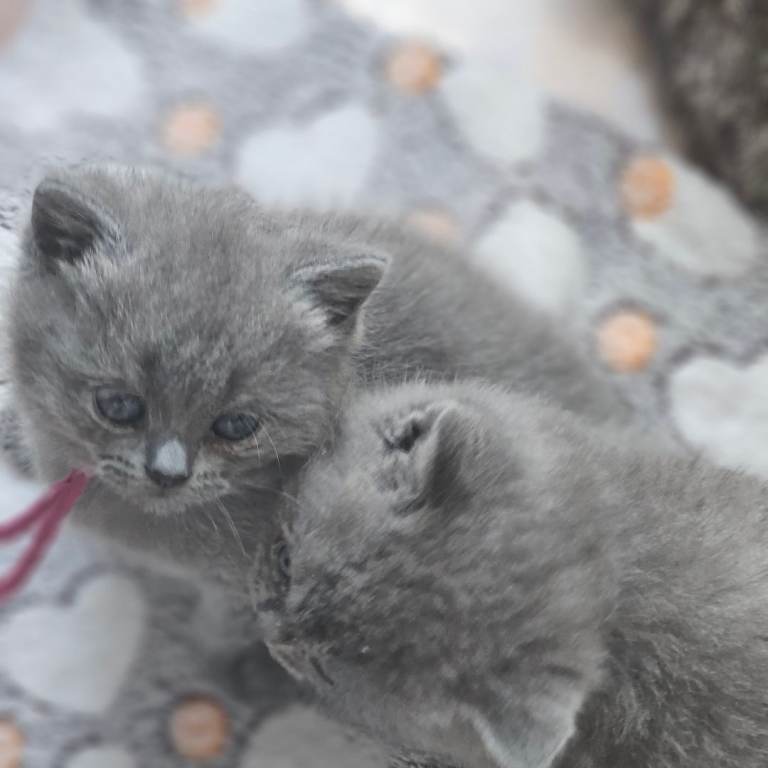 Registered british shorthair kittens