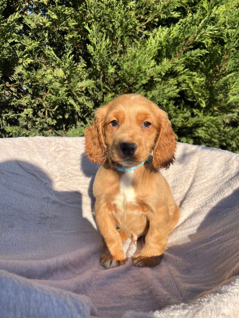 Three beautiful boy cocker spaniels remaining 