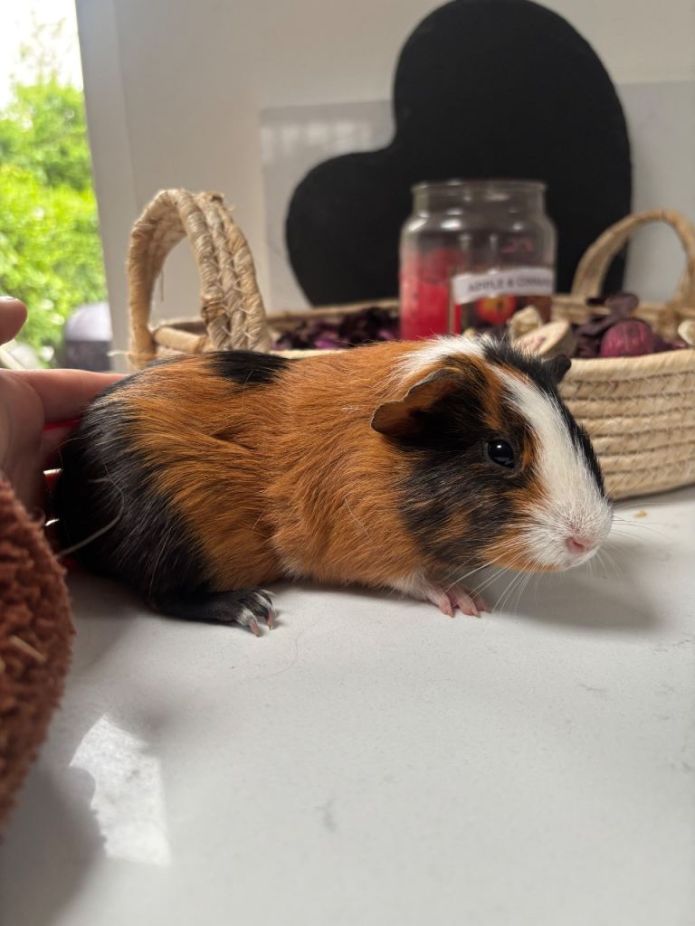 One boy left! Baby guinea pigs, ready now! 