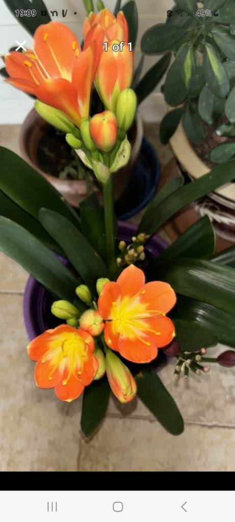 Clivia plants various.