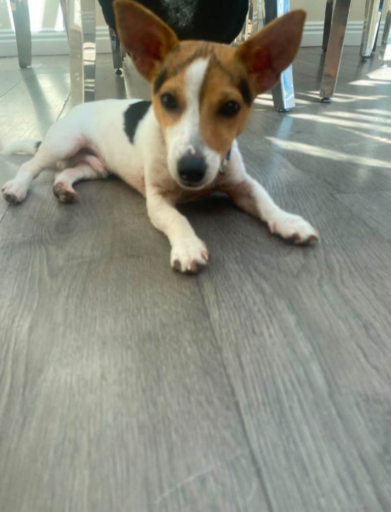Jack Russell Puppy