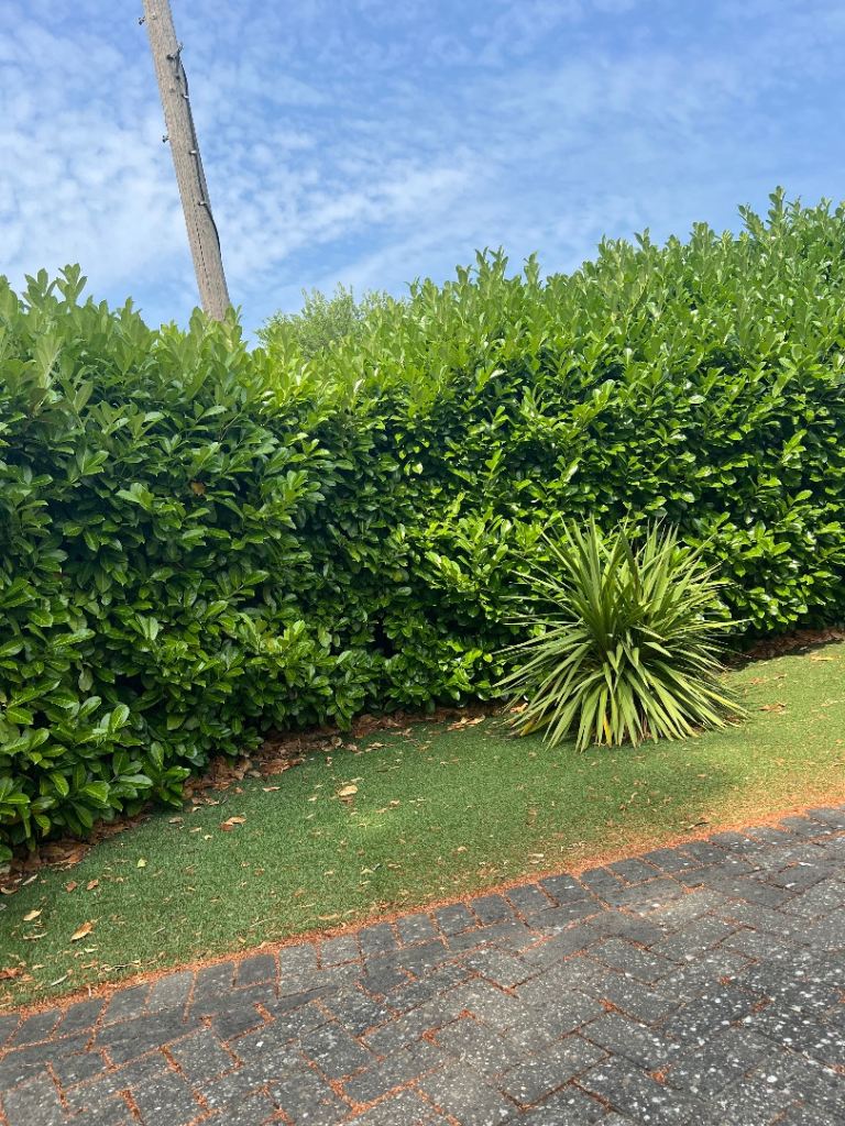 Tree cutting removal.hedge,garden work 