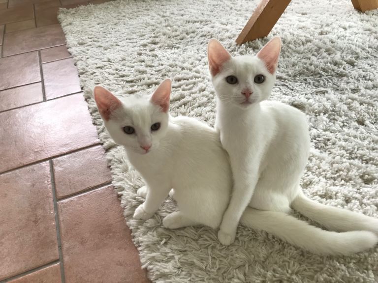 Loving Pair of 13-Week-Old White Male Kittens (Bonded Brothers) ( £160 for both kittens)
