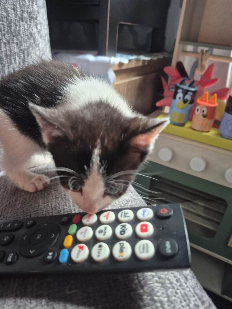 Kitten