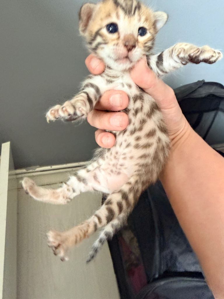 Bengal kittens
