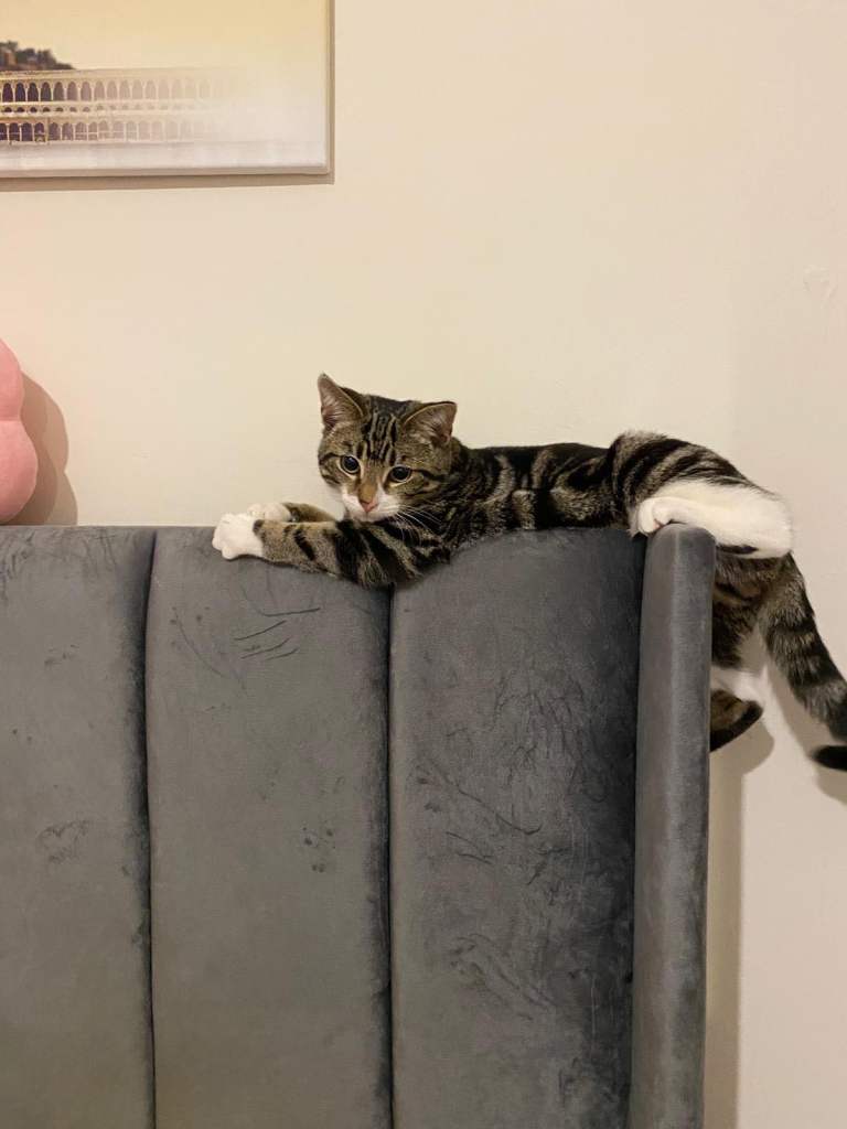 Lovely Calico Cat to be Rehomed