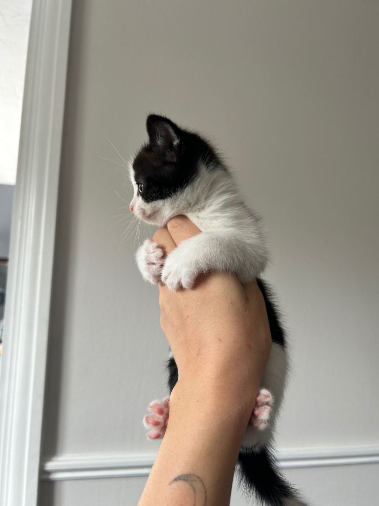 One black boy and one black and white girl kitten