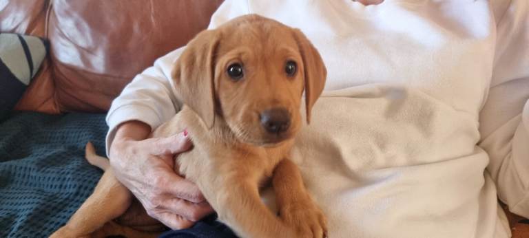 Fox Red Retriever Labrador Pups - Female - For Sale £1,200 each (last two)