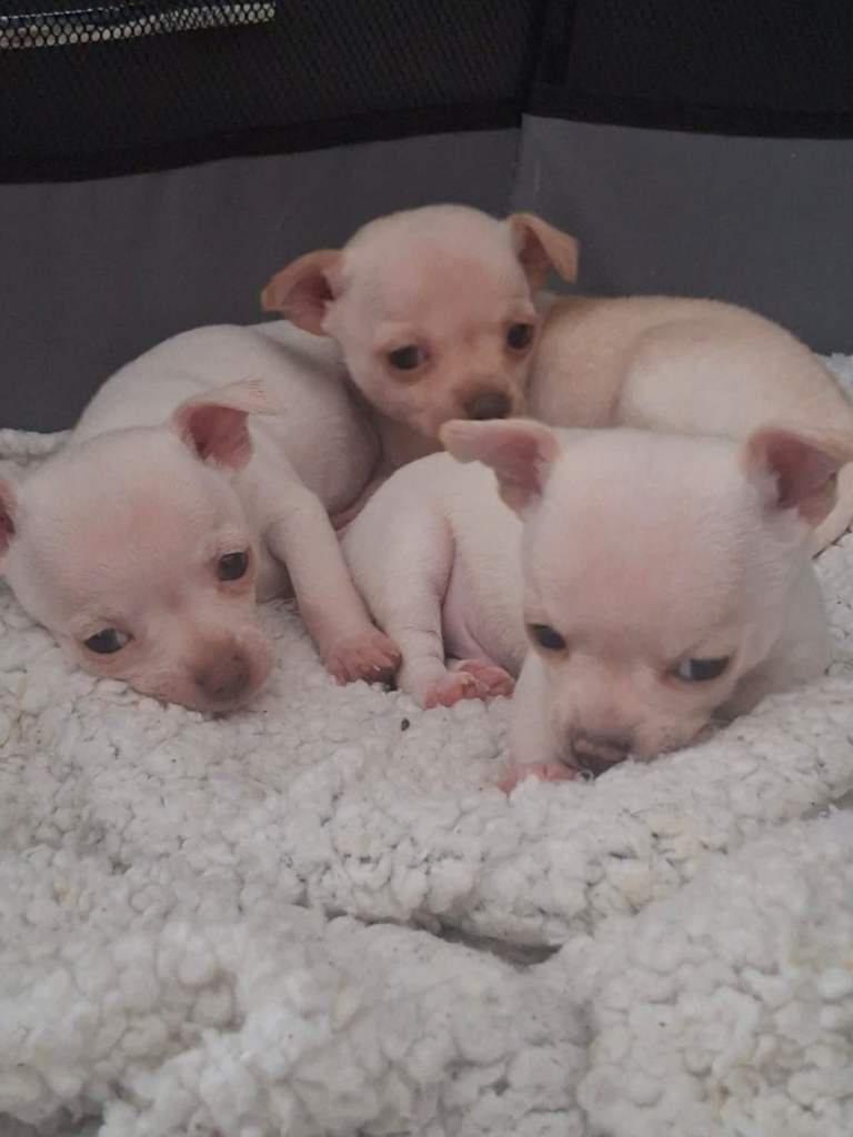 White Chihuahua puppies