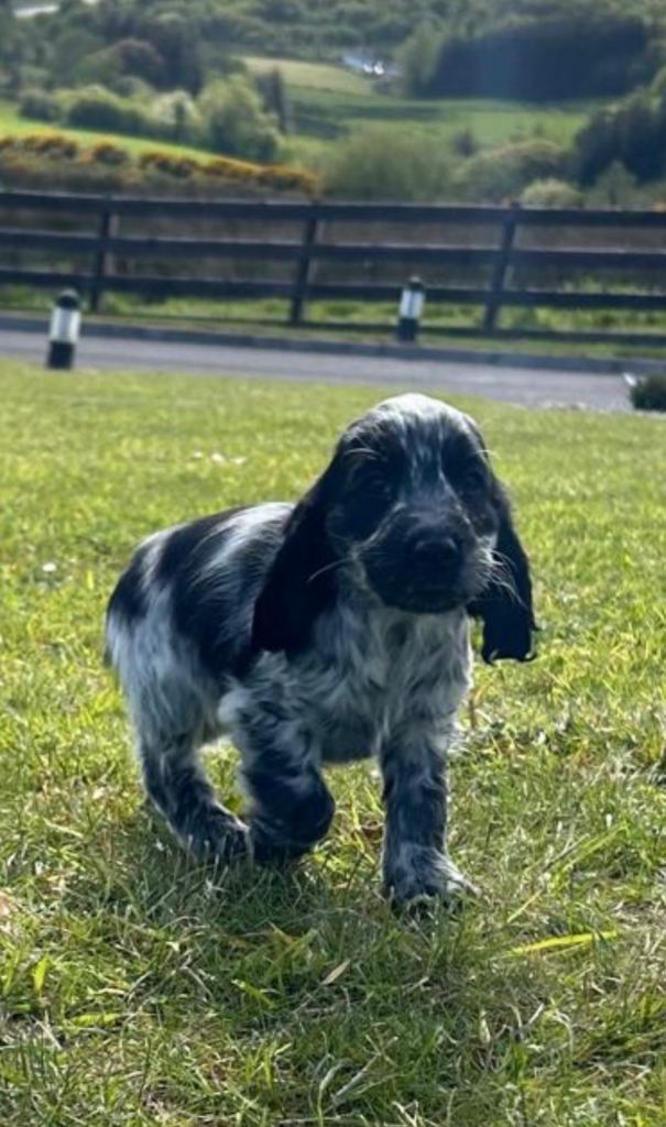 KC Reg Cocker Spaniel Pups