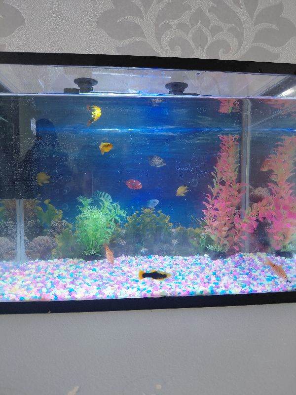 Fish tank and fish.