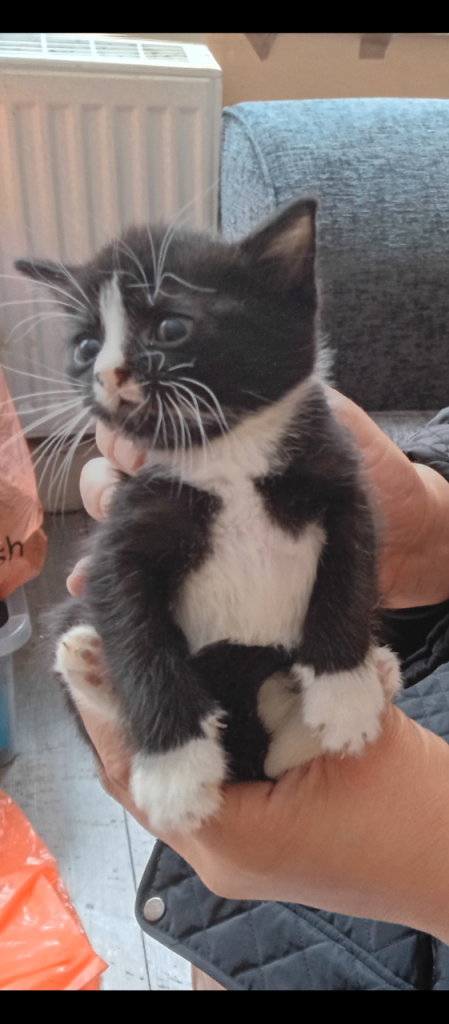 Kittens