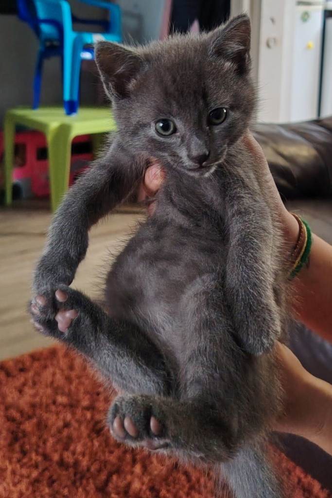 4 beautiful male kittens