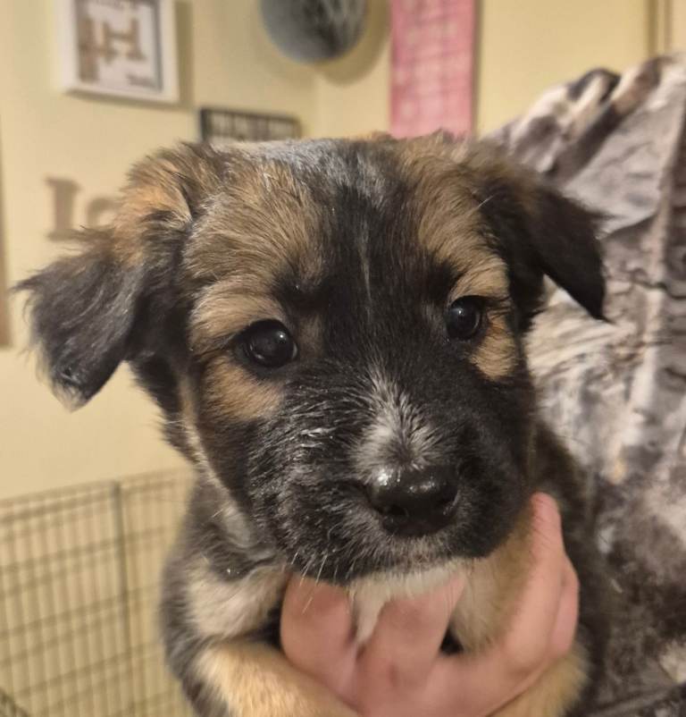 3 x belgian shepherd puppies for sale 