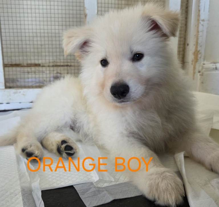 German shepherd puppies 