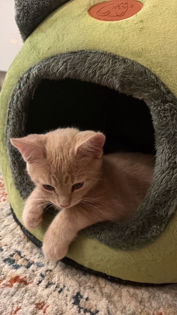 Kitten for sale