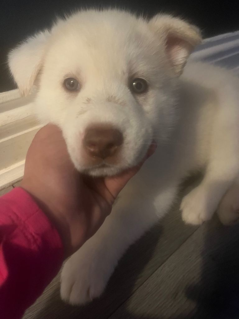 Siberian husky pups 