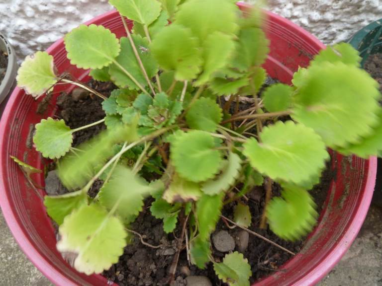 12 Established Perennial Plants in Various Pots