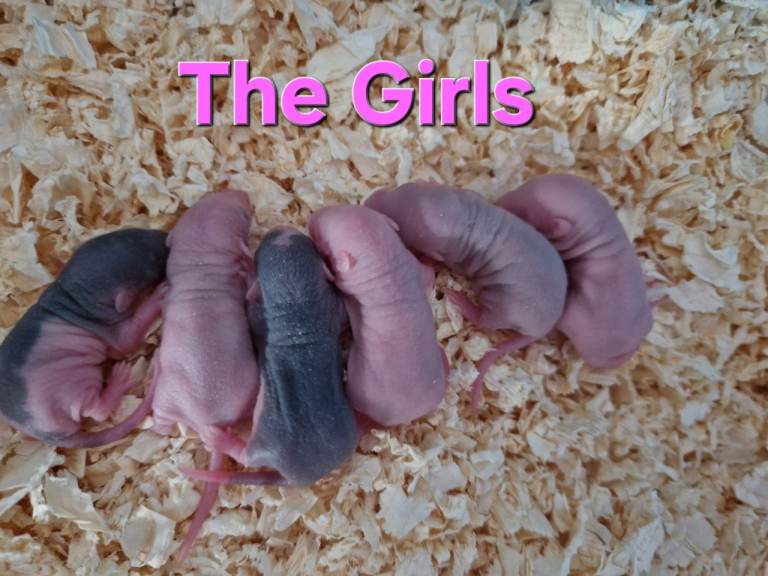 Baby Dumbo Rats 🐀 Ready when 8 weeks old only 2 girls