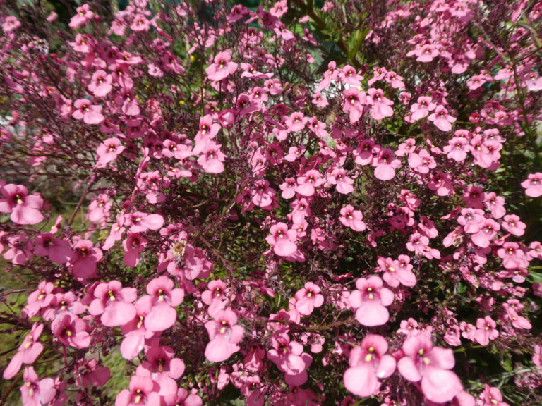 Diascia personata 3'-6', yes 1-2M, HARDY PERENNIAL RARE from Touchwood
