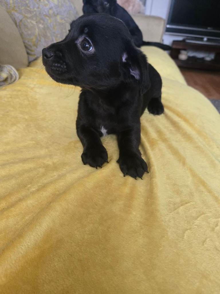 Gorgeous Jackapoo mix puppies 