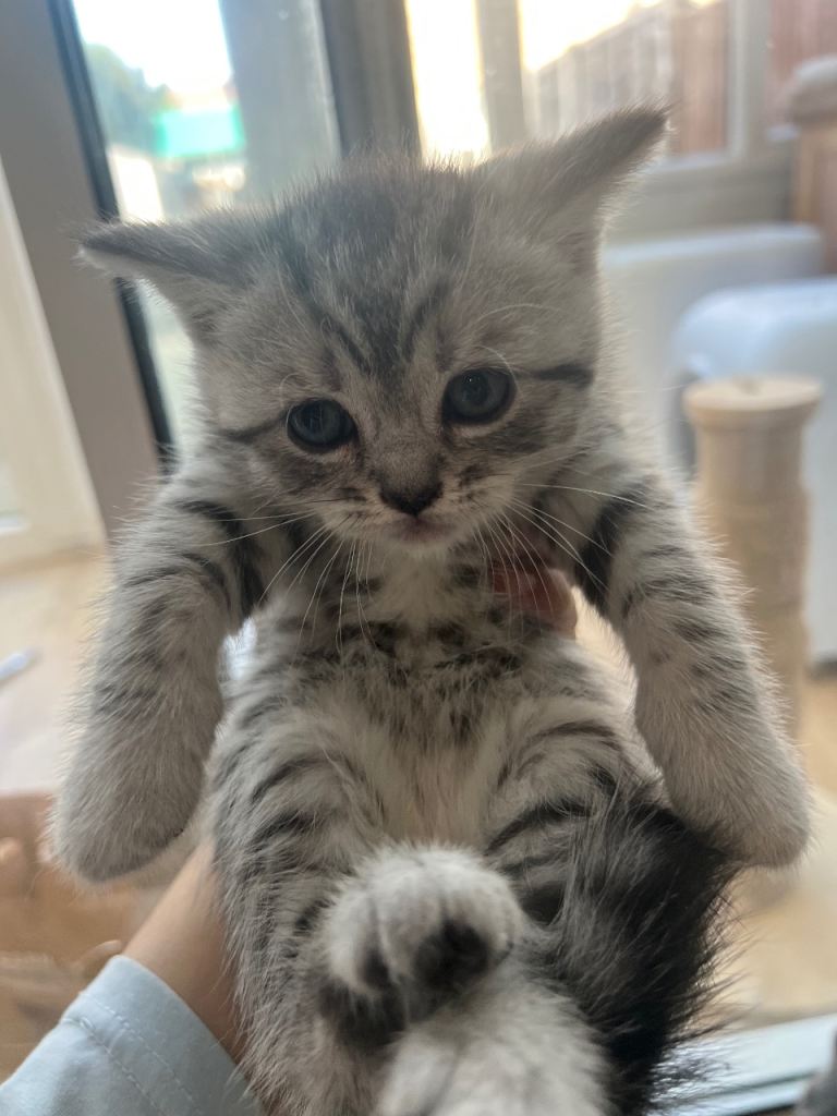 Beautiful BSH kittens for sale 