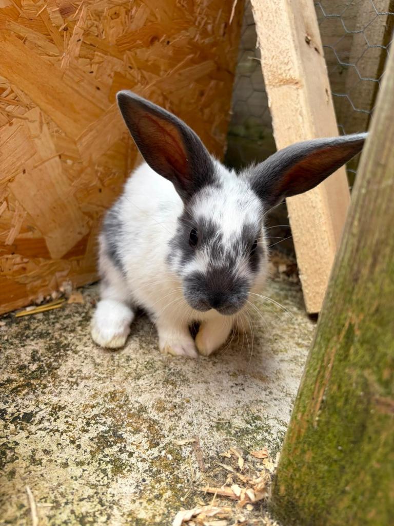 3 x bunnies mini lop x READY NOW 