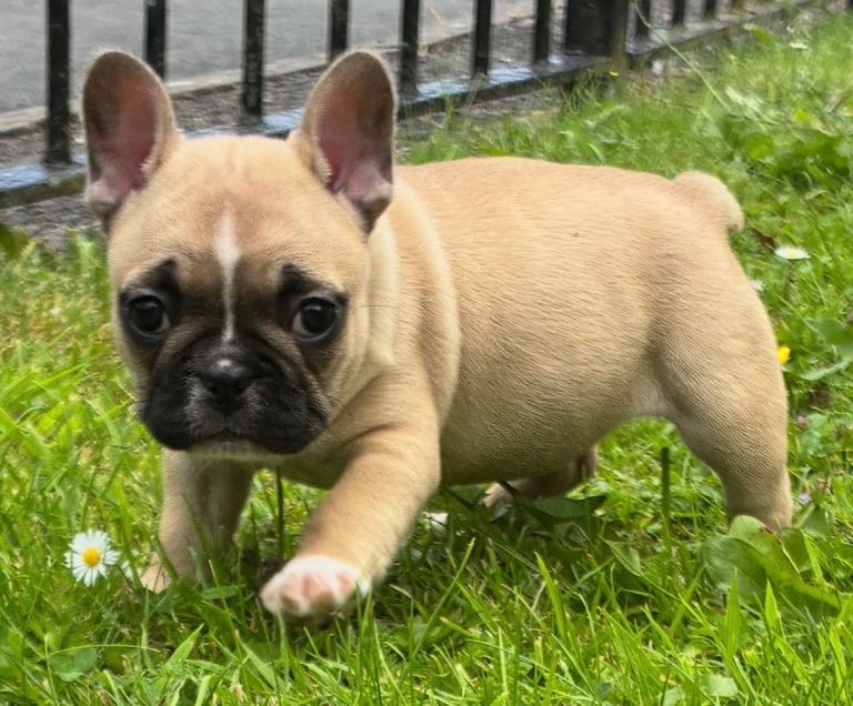 French Bulldog pups