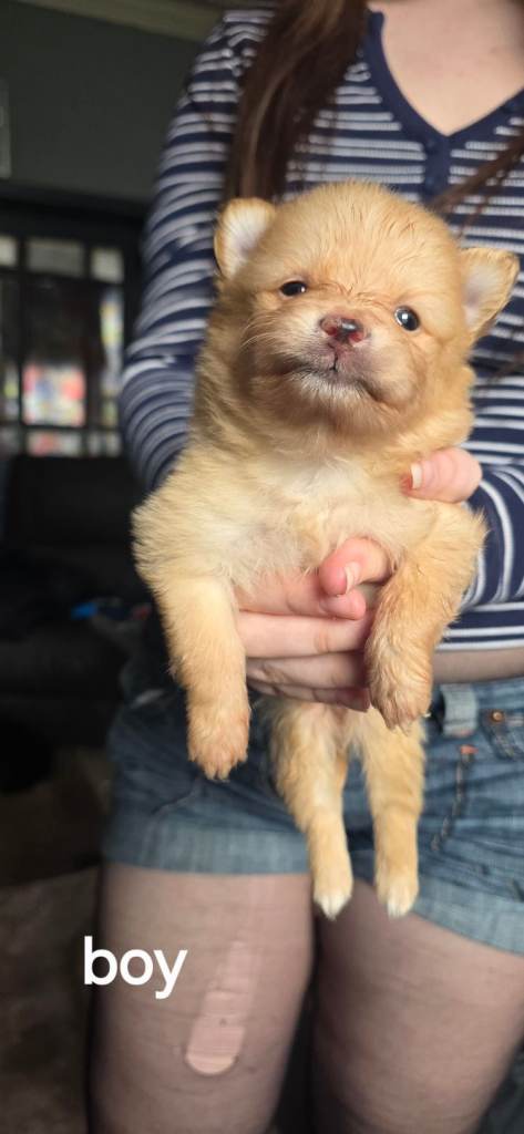 Pomeranian puppies 