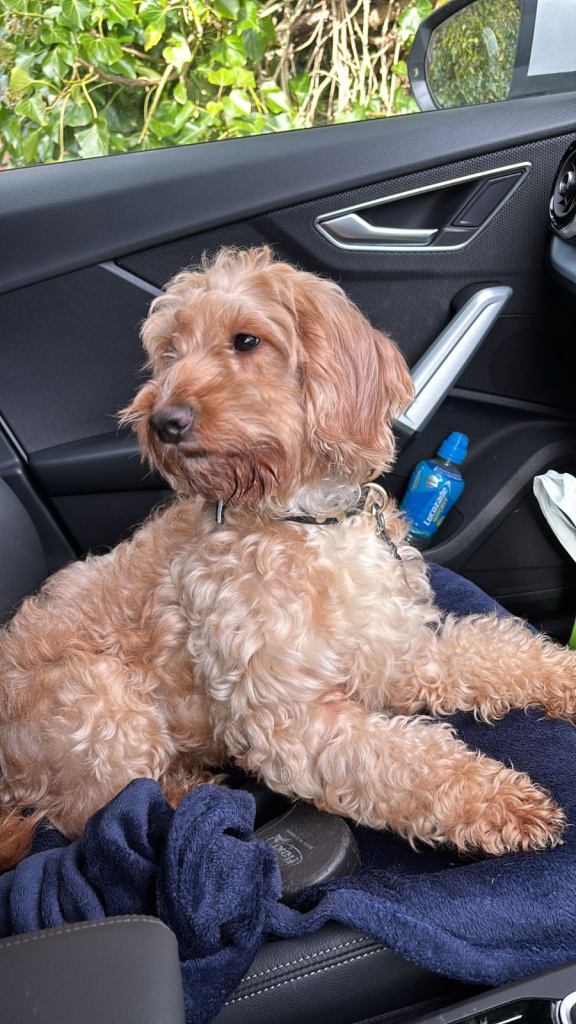 Female adult cockapoo