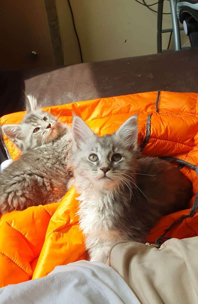🌟 Maine Coon Kittens 🌟 TICA PAPERS 🌟CHAMPION LINEAGE Fully Vet Checked & Vaccinated (Nottingham)