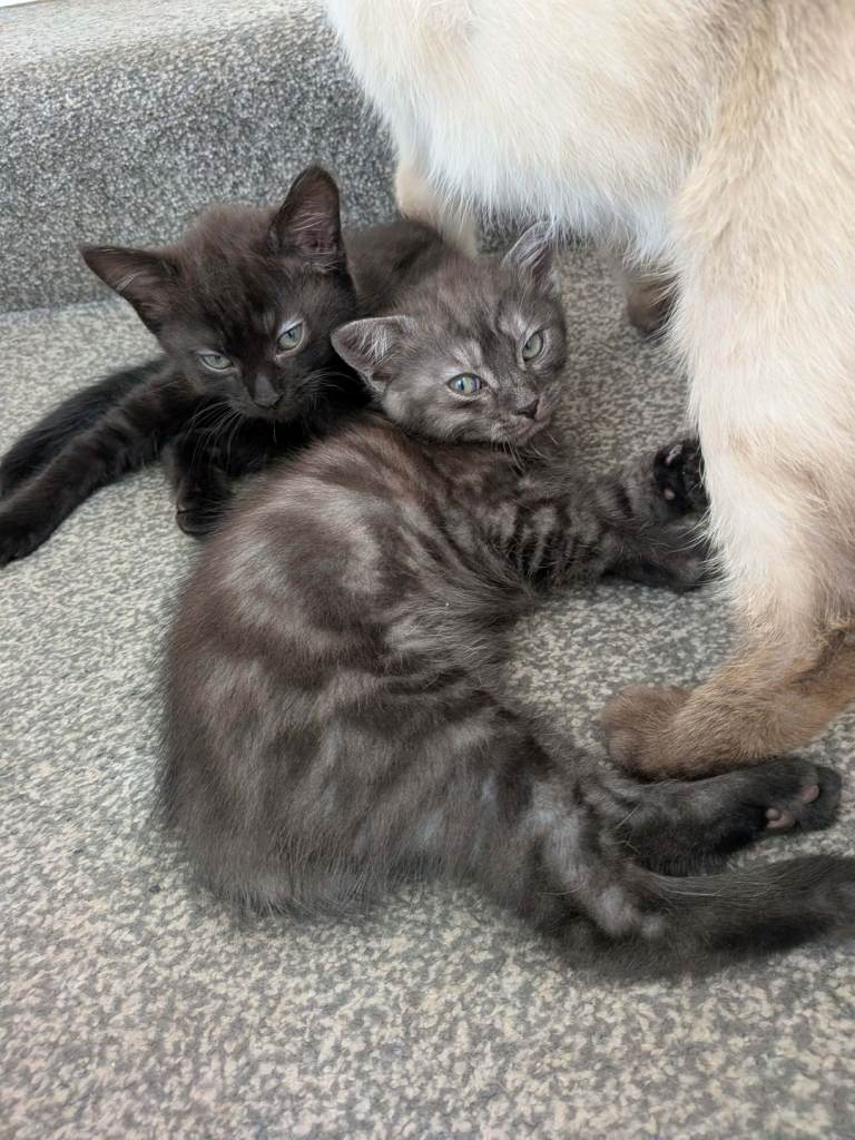 British shorthaired cross kittens