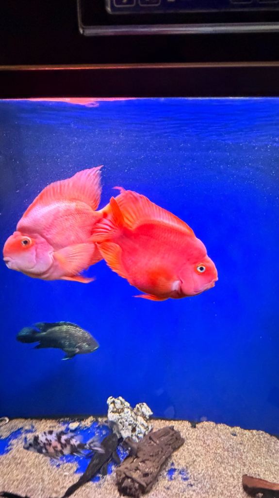 Parrot fish pair 6 & 8 inches